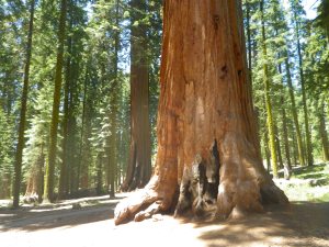 Sequoia